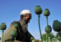 Поток наркотиков из Афганистана в Центральную Азию вырос при талибах — МИД РФ