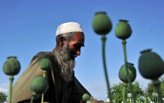 Поток наркотиков из Афганистана в Центральную Азию вырос при талибах — МИД РФ