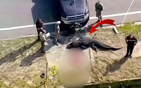 Гигантский крокодил вышел из канала с человеческим трупом во рту — Видео￼