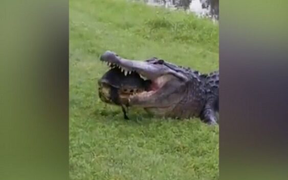 Крокодил попытался съесть черепаху и попал в смешные мемы о неудачниках￼