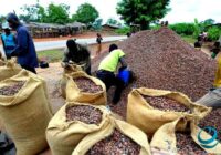 Африкадагы какао чыгарган заводдор токтоп калды