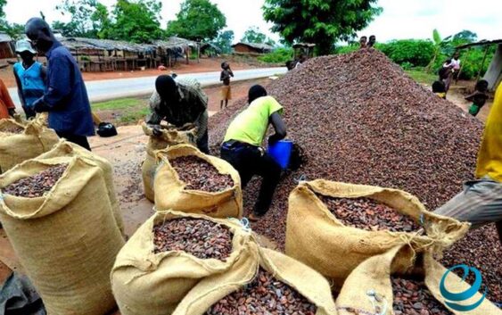 Африкадагы какао чыгарган заводдор токтоп калды