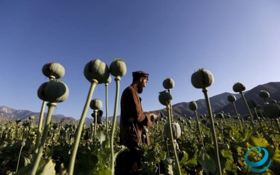 Таджикистан обеспокоен наркотрафиком из Афганистана