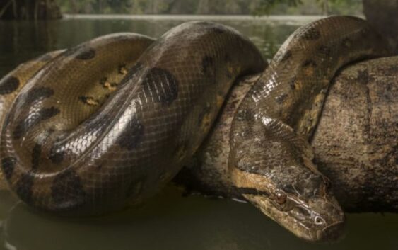 Ученые обнаружили останки самой крупной змеи в истории Земли