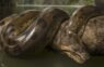 Ученые обнаружили останки самой крупной змеи в истории Земли