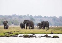 Президент Ботсваны угрожает подарить Германии 20 тысяч слонов, если страна запретит ввоз охотничьих трофеев из Африки