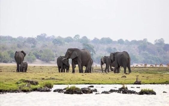 Президент Ботсваны угрожает подарить Германии 20 тысяч слонов, если страна запретит ввоз охотничьих трофеев из Африки