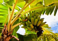 Ученые предложили использовать банановые листья для производства авто