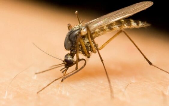 Выяснилось, каких людей предпочитают комары