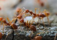 У муравьев обнаружено «человеческое» поведение