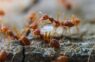 У муравьев обнаружено «человеческое» поведение