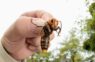 В Сингапуре одобрили использование 16 видов насекомых в качестве пищи